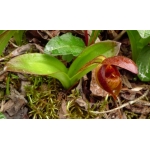 Cypripedium bardolphianum purple form x3