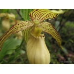 Cypripedium farreri