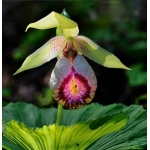 Cypripedium japonicum v.red lip x 3plants