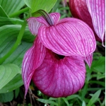 Cypripedium maoxianense(sp3)