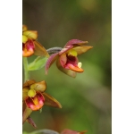 Epipactis mairei X 3