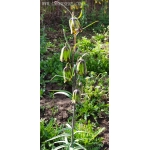 Fritillaria taipaiensis x 50seeds