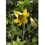 Lilium bakerianum var delavayi x 3