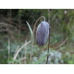 Fritillaria unibracteata BULBS x 5