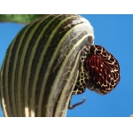 Arisaema dahaiense NBS x 2bulbs