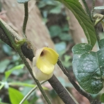 Aristolochia neolongifolia x 2