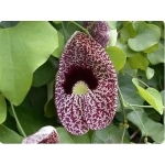 Aristolochia tubiflora x 2