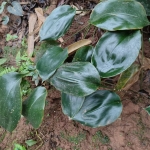 Aspidistra longanensis